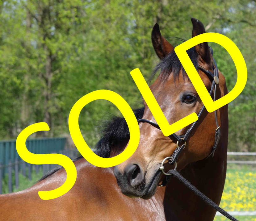 atlantis-sold - horses/atlantis/atlantis-sold.jpg