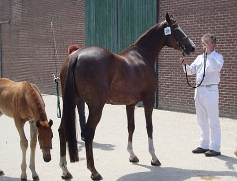 chiveadora during KWPN inspection, Panningen 2011