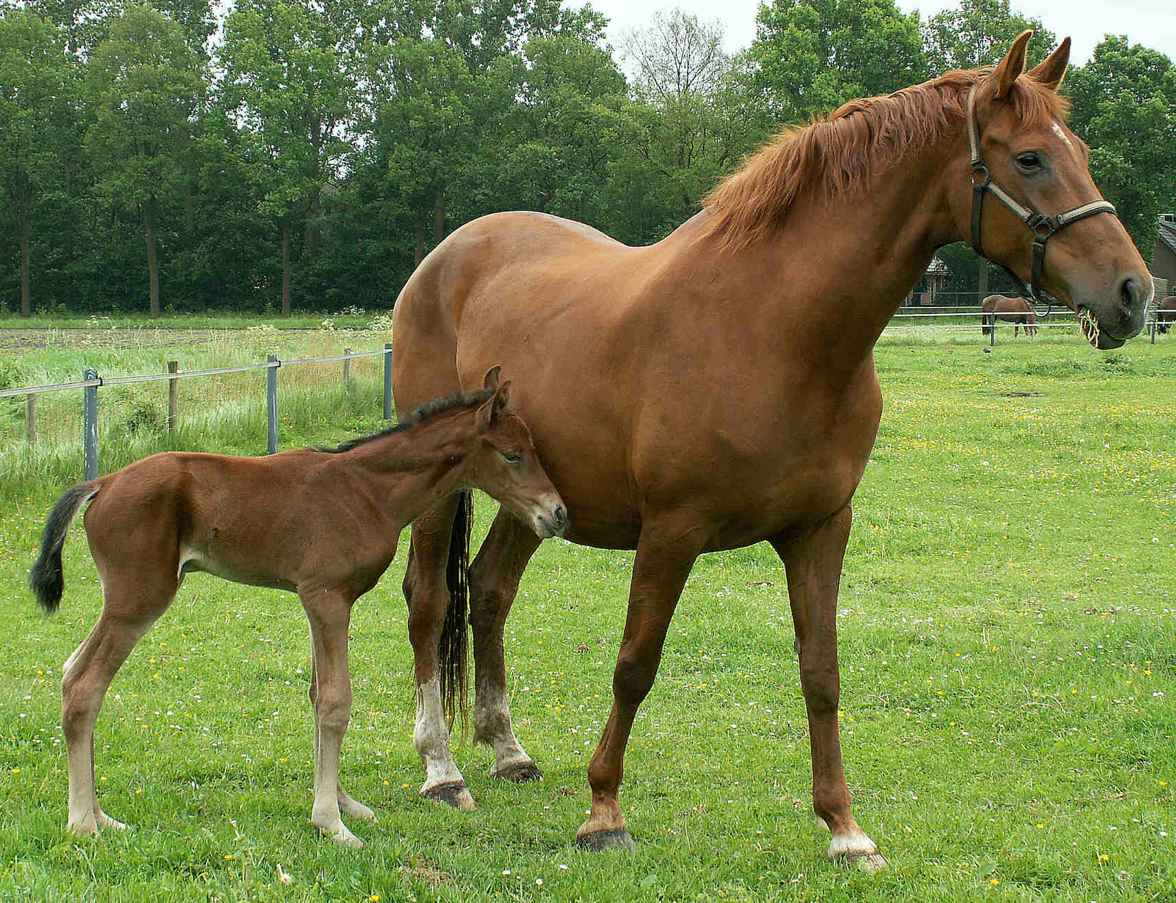 furstin adora & mother vidora