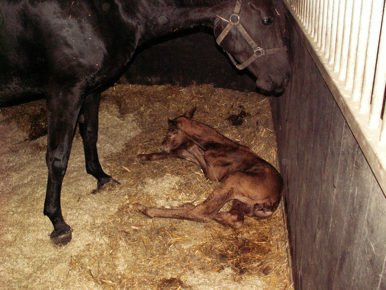 Gina Barina and mother Carina, just after birth