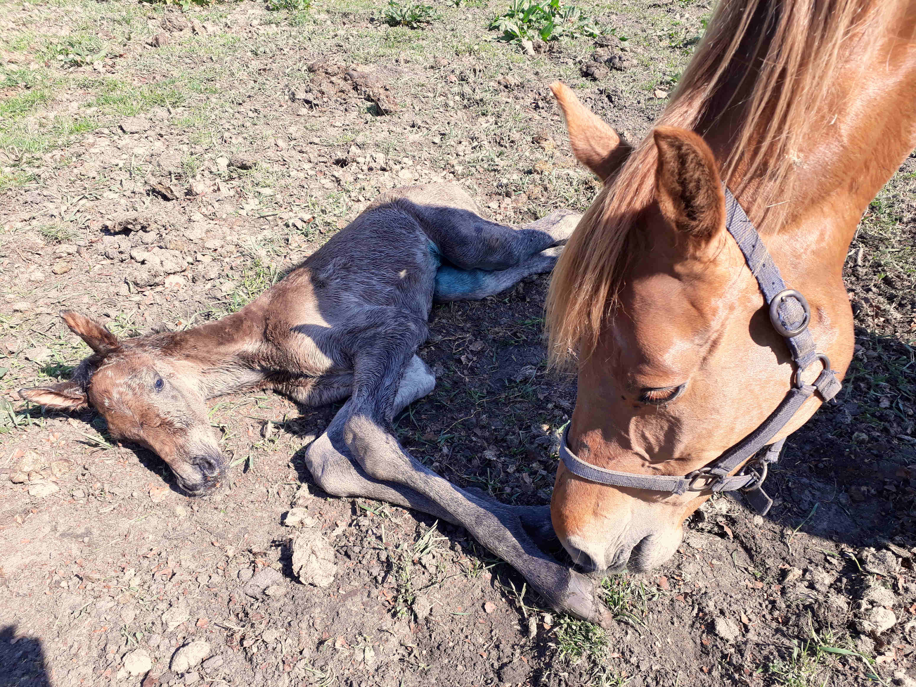 Perla Barina just born