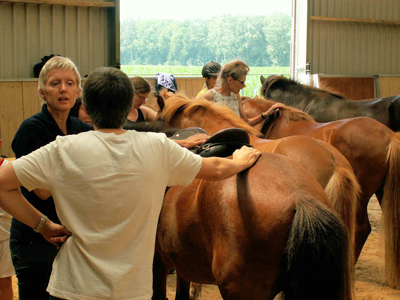 icelandic horses