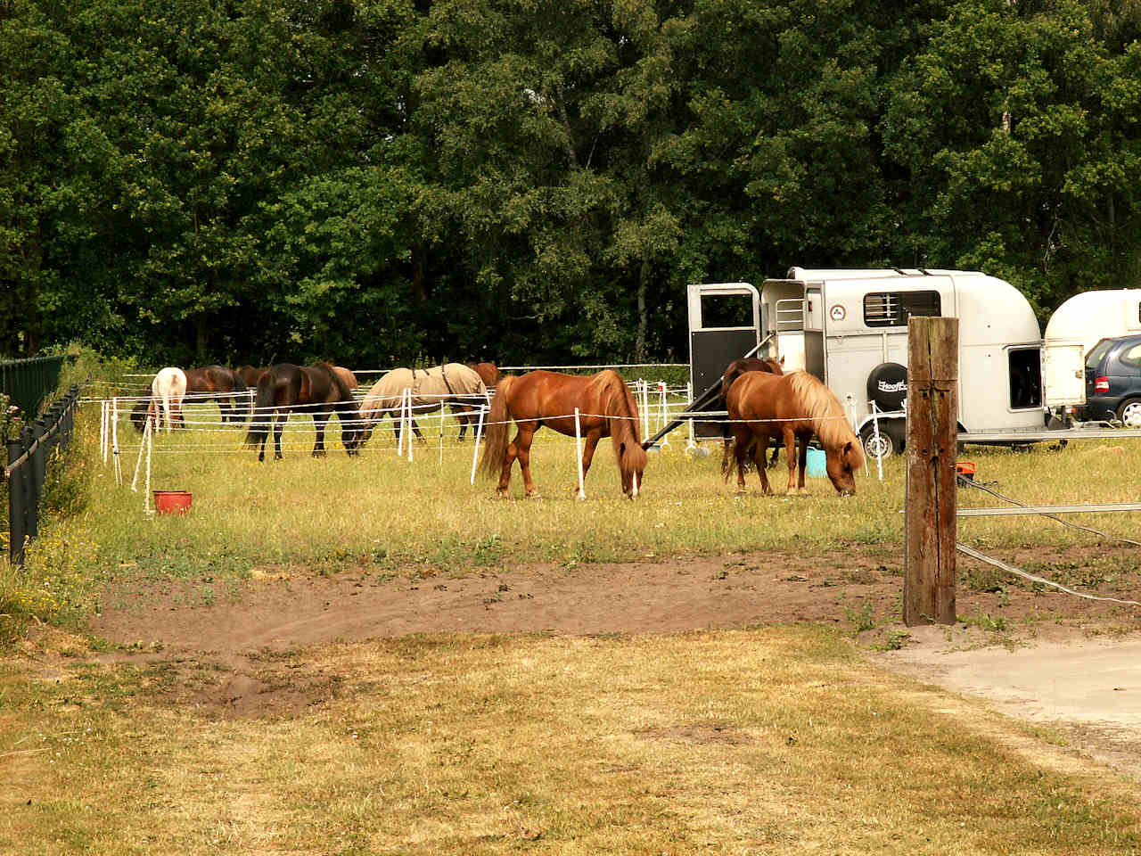 iclandic horses