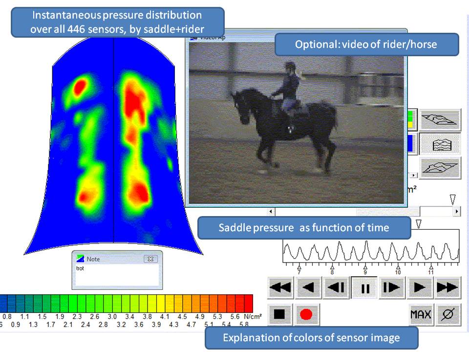 saddle pressure in trot